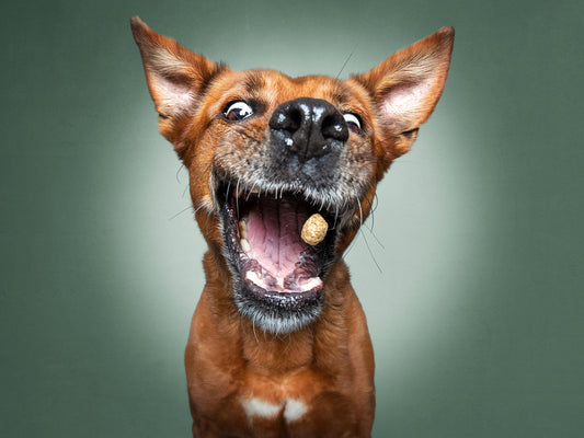 CBD for Dogs