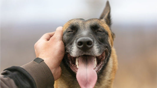 Signs of Arthritis in Your Dog