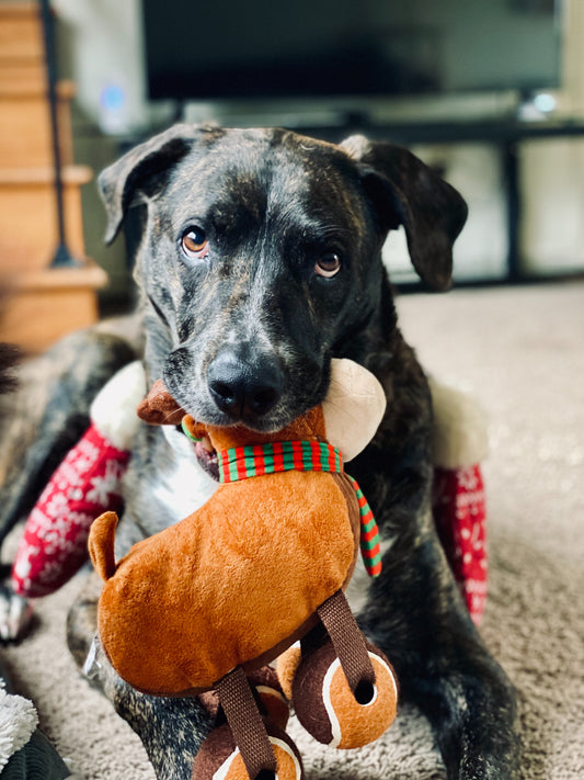 What to do during lockdown with your dog