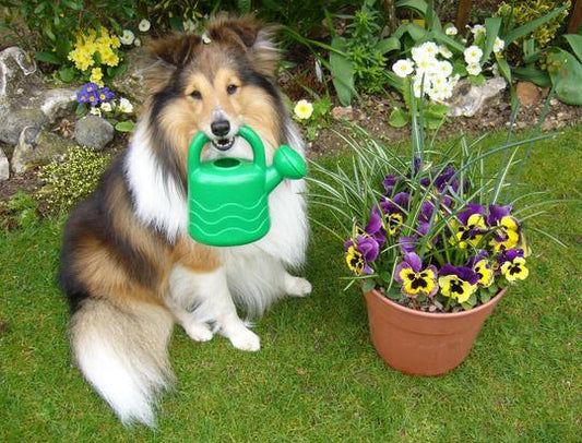 Create a Dog-Friendly Garden This Summer