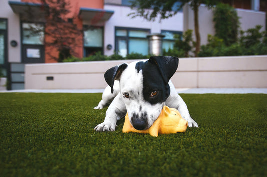 What do you need when you bring your dog outdoors