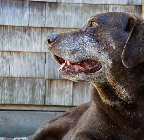 Caring for a senior dog.