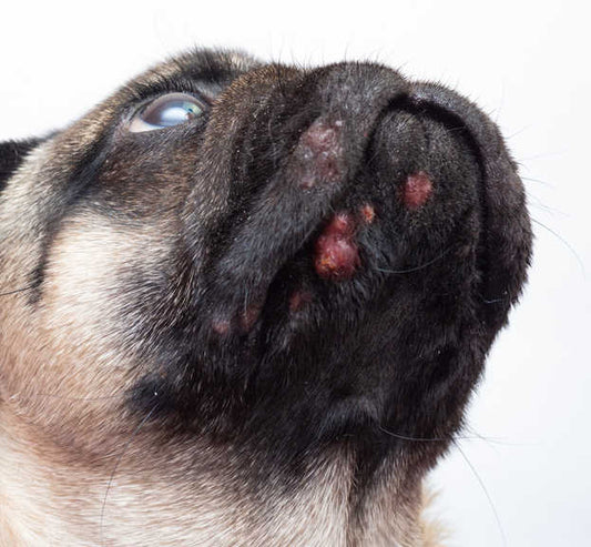Dog Acne