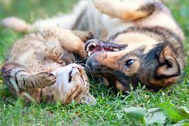 Cats and Dogs