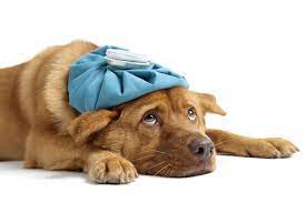 How to Tell if Your Dog Is Sick