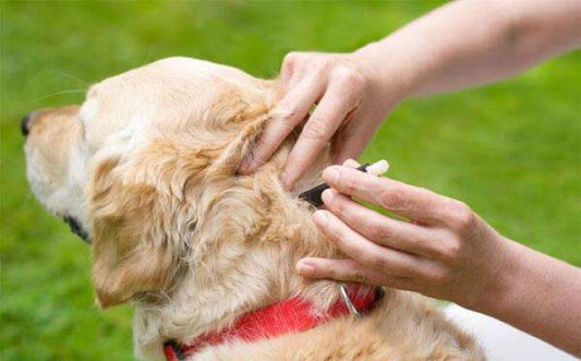 Preventing Flea and Tick Infestations in Dogs