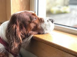 Separation Anxiety in Dogs