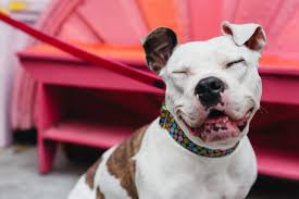 Harnesses vs. Collars