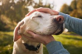 Pet Appreciation Week