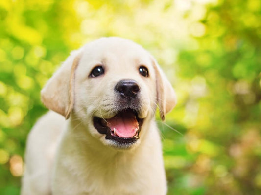 Doggy Hiccups