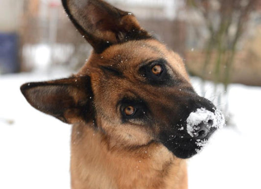Keep Your Dog Warm During the Winter