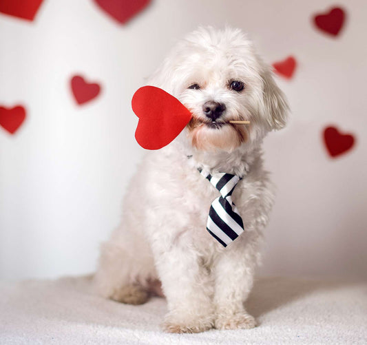 Dog Valentine's Day Activities and Gift Ideas