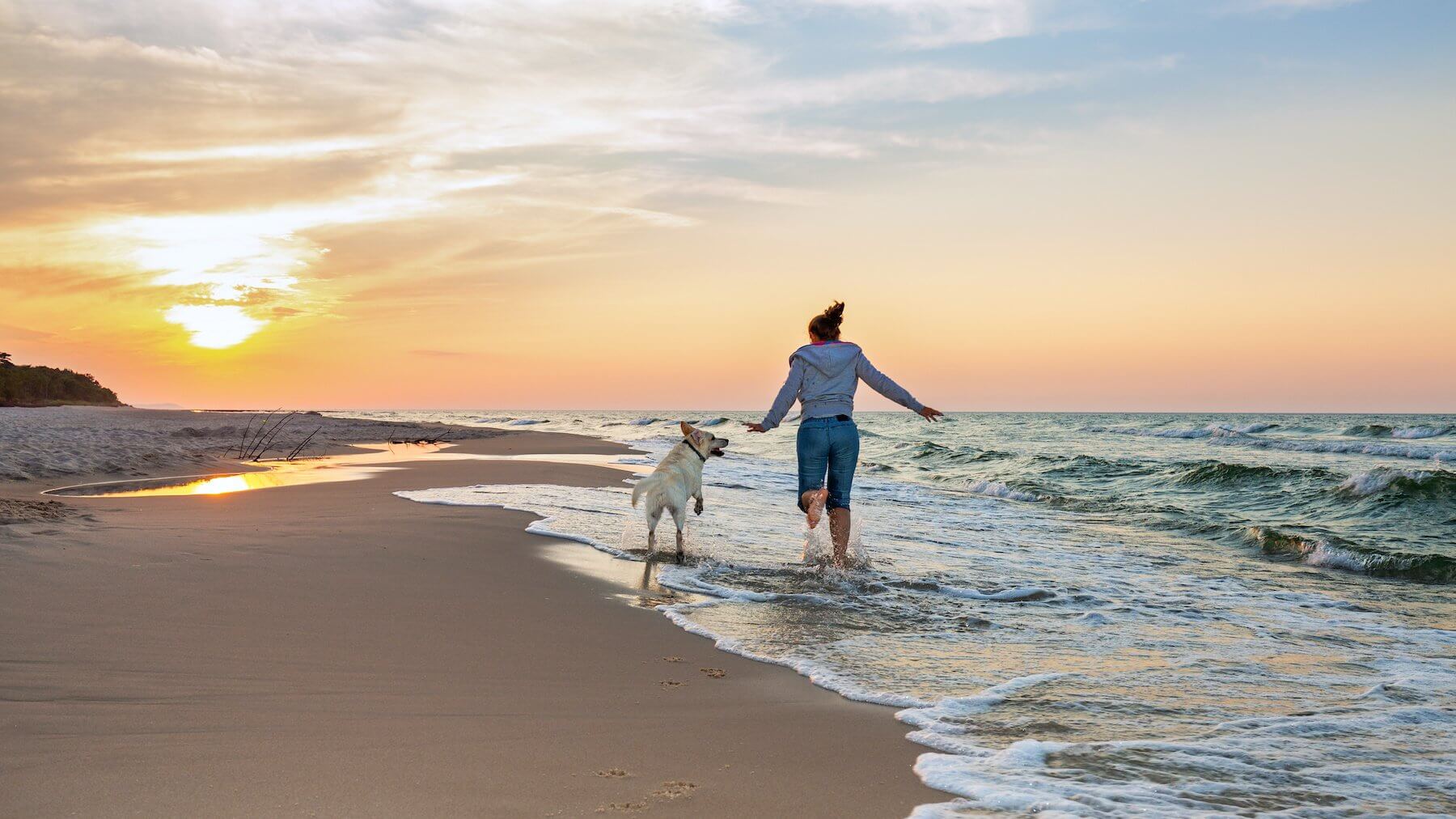 Enjoying a dog on the beach with its owner