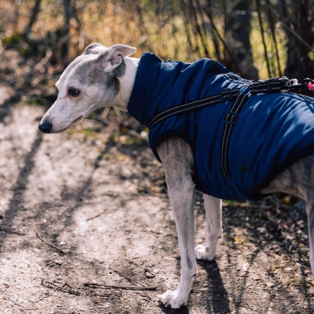 Winter Jacket for Dogs