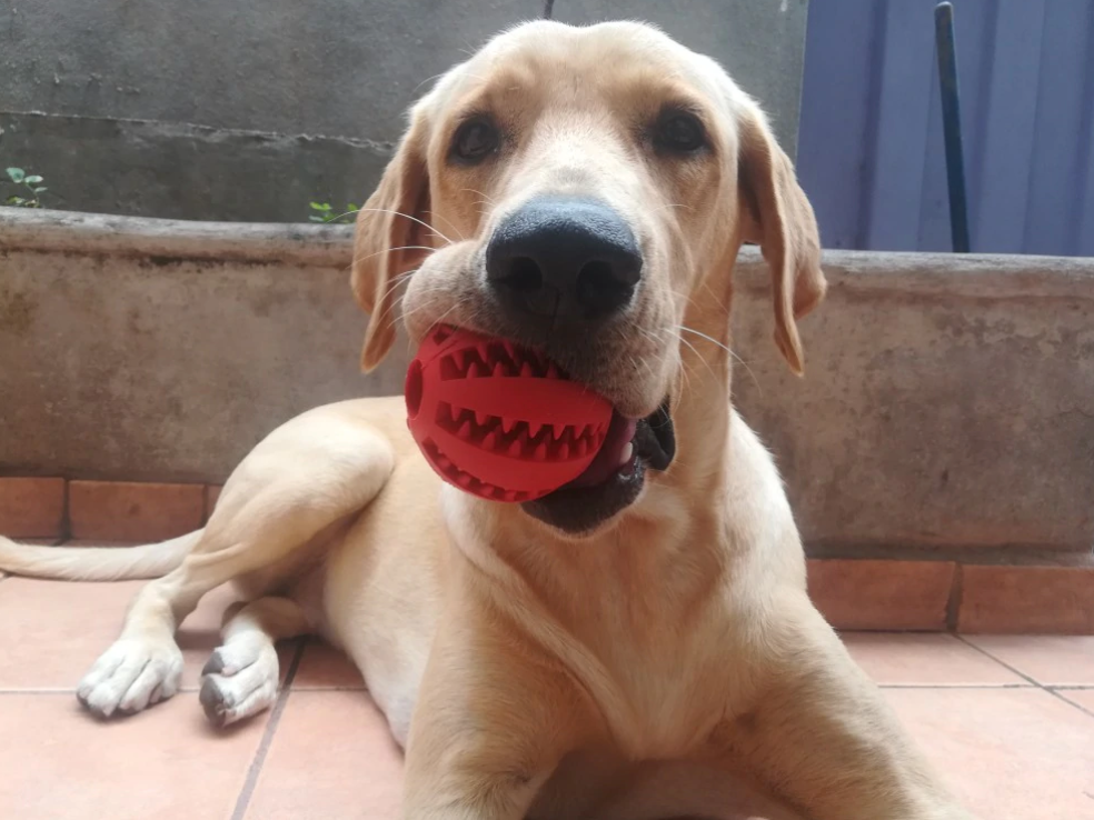 Tooth Cleaning Chew Dog Ball & Toy