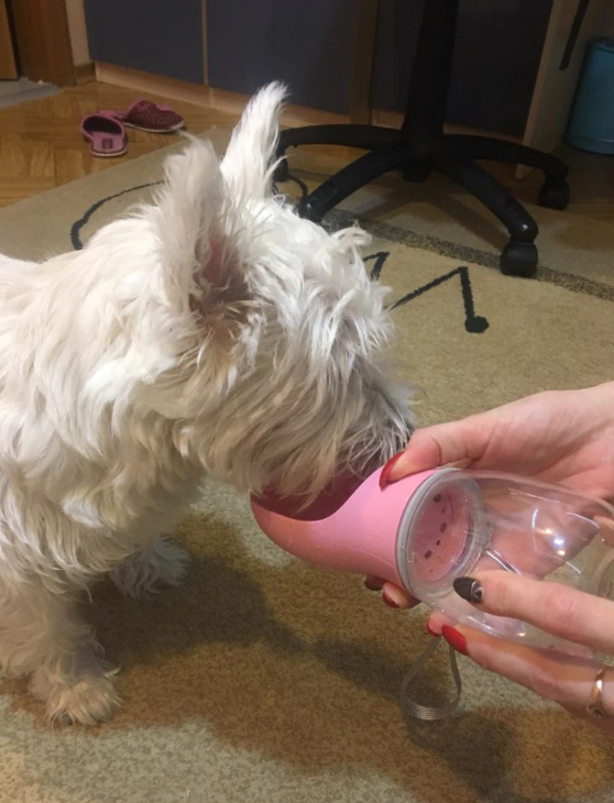 Doggykingdom® Water Bottle