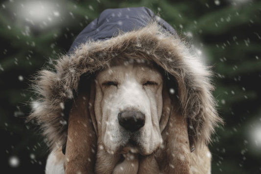Walking Your Dog in Winter 