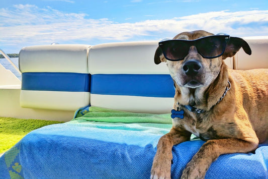 How to Keep Your Dog Cool in the Summer Heat