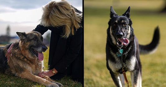Champ and Major White House Dogs 