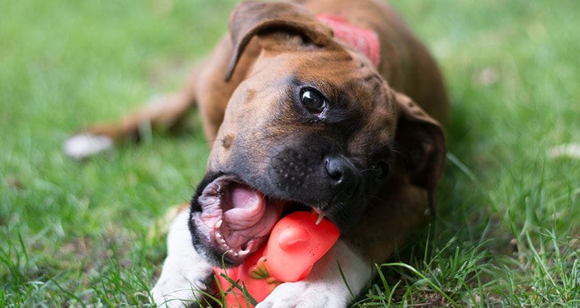 How to Safely Clean Your Dog's Toys