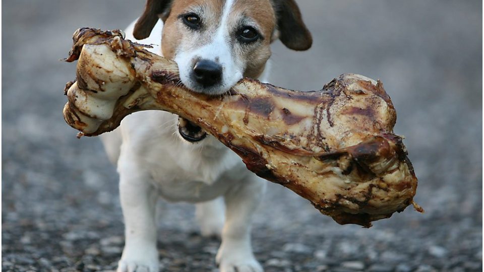 Feeding Your Dog Bones 