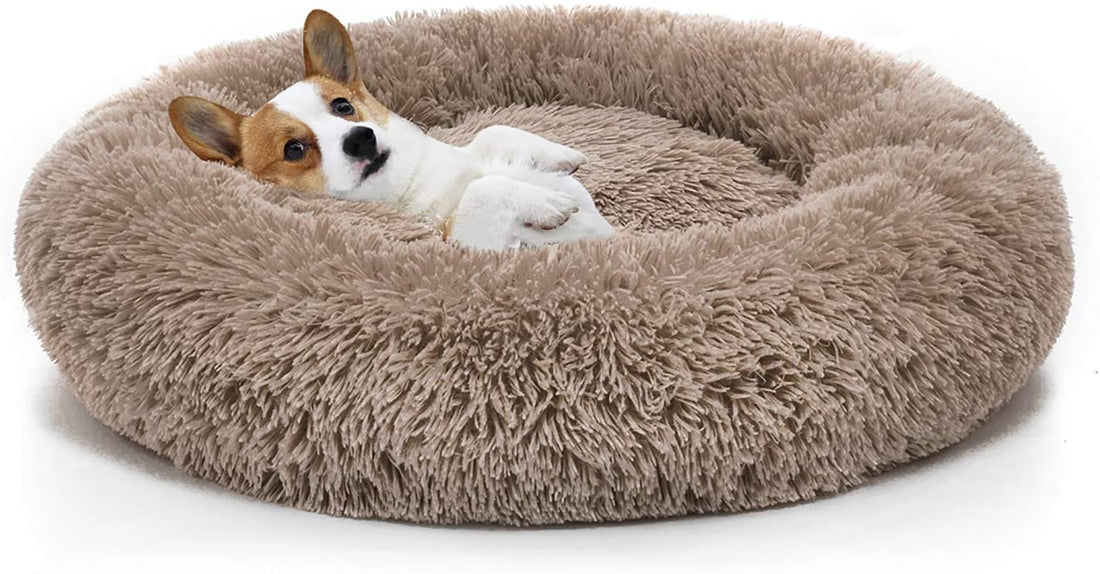 Why Your Canine Needs a Dog Bed 