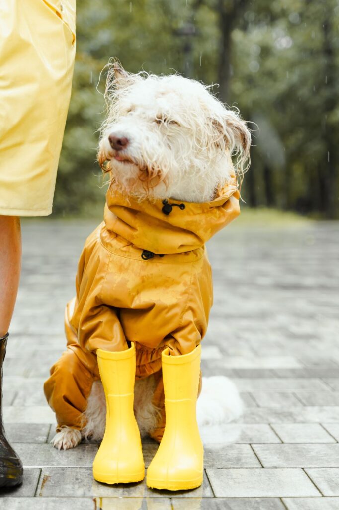 Dog Rain Gear 