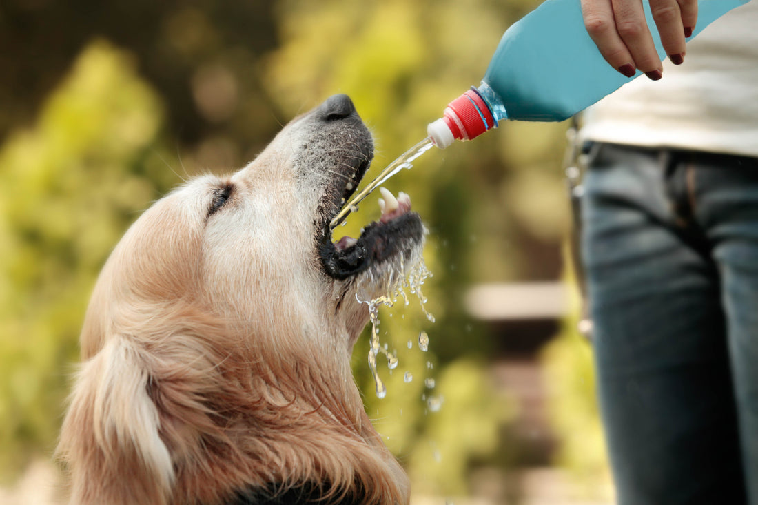 Pet Hydration Tips 