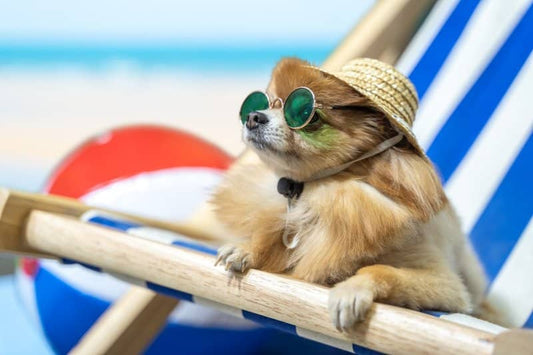 Protecting Your Dog from Sunburn