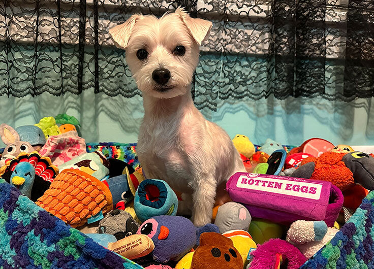 Dog with Toys 