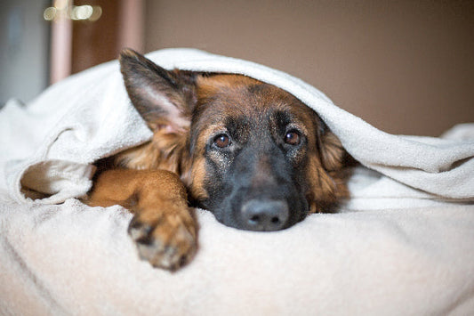 Dogs and Diabetes