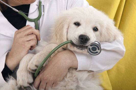 Common Canine Diseases 
