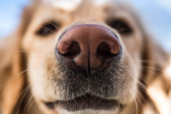 Dog's Sense of Smell 