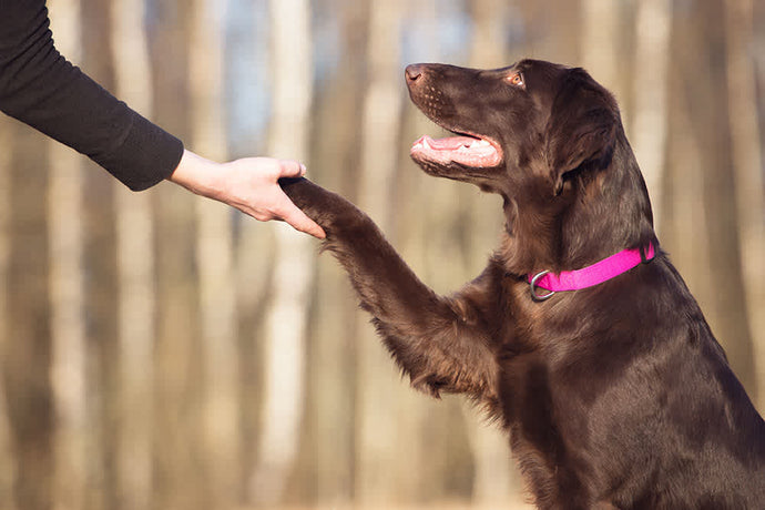 5 Ways to Encourage Positive Behavior in Your Dog