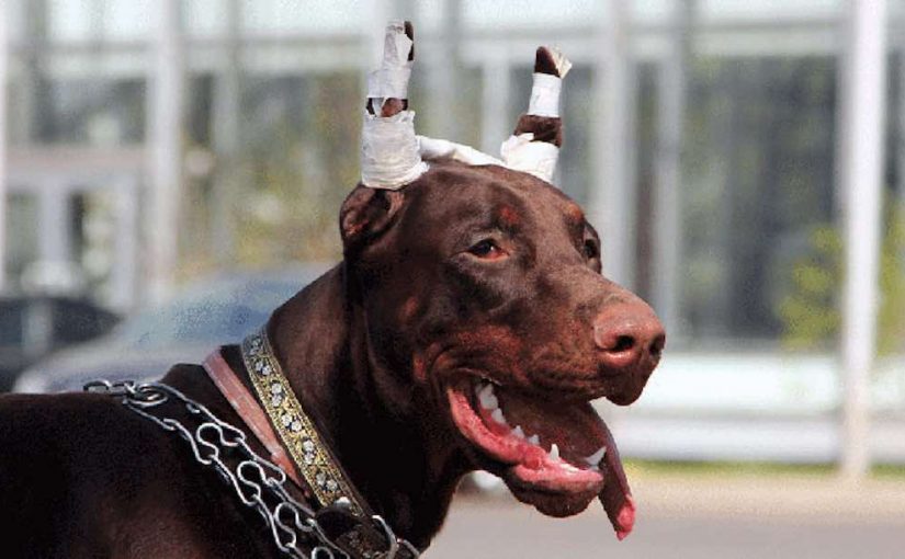 Body Modification of Dogs: The Controversy – Doggykingdom