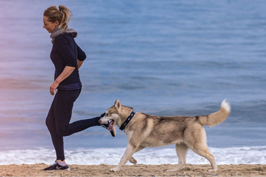 Fun ways to exercise your dog
