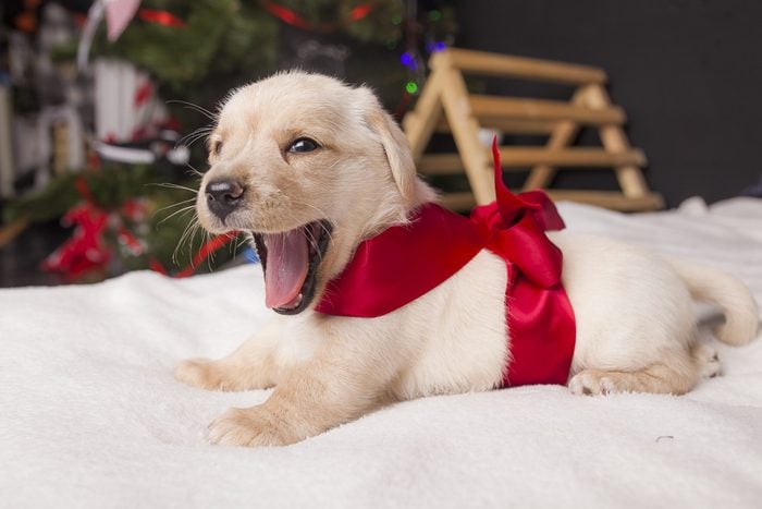 Give a Puppy for Christmas