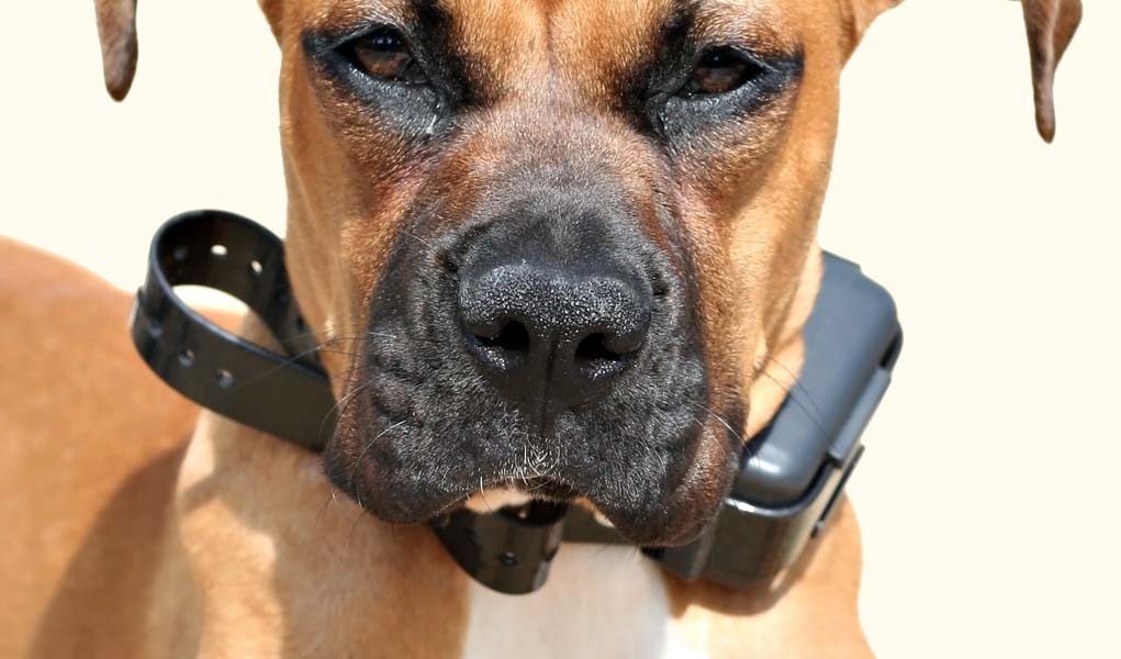 Should You Use an Electric Shock Collar for Training Your Dog? 