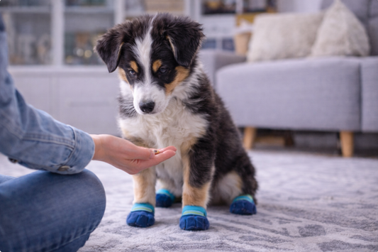 Train Your Dog Month: 2026 Trends