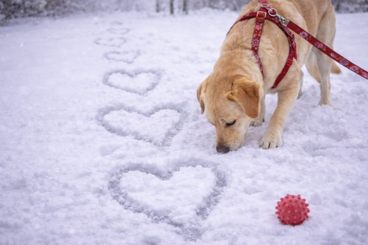Valentine’s Day, Dog Edition