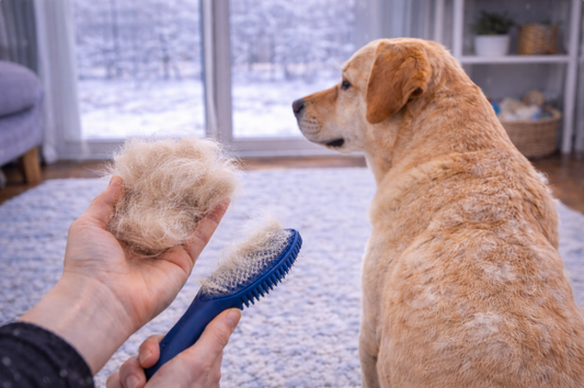 Why Dogs Shed More in February