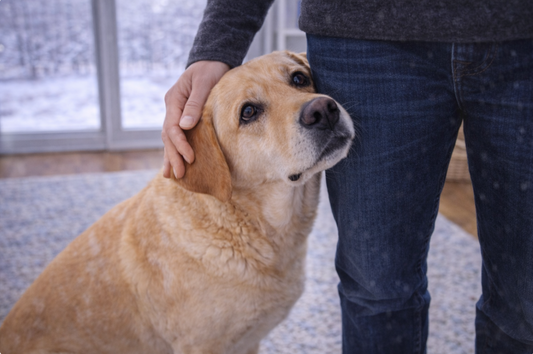 Why Dogs Get Clingy in Winter