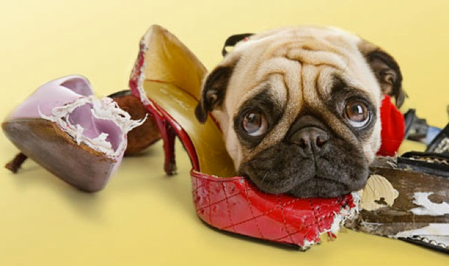 How to Stop Your Dog From Chewing