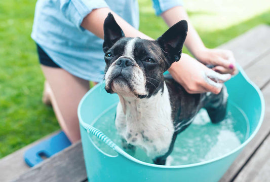 Summer Grooming Tips for Your Dog 
