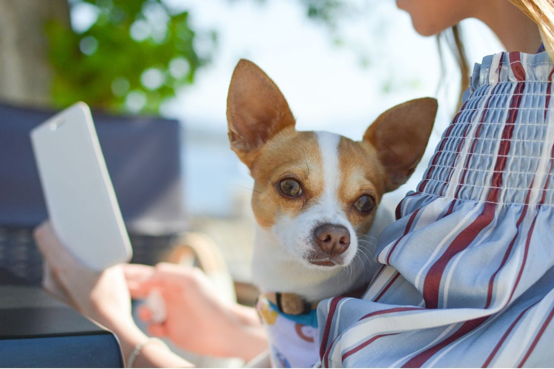 The benefits of a pet-friendly work environment