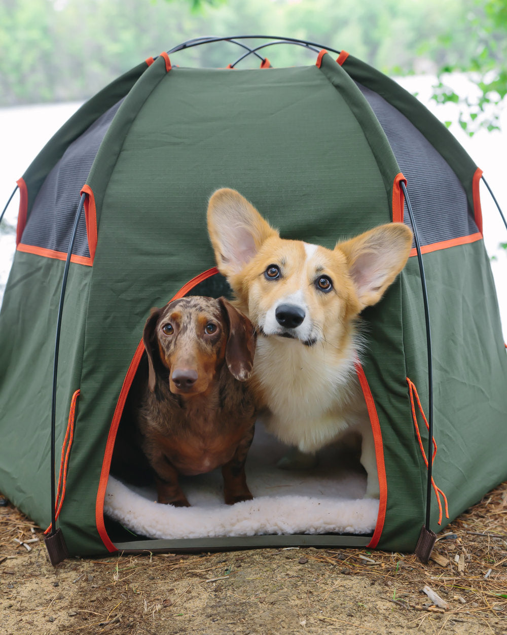 Dog Camping Gear Must Haves 