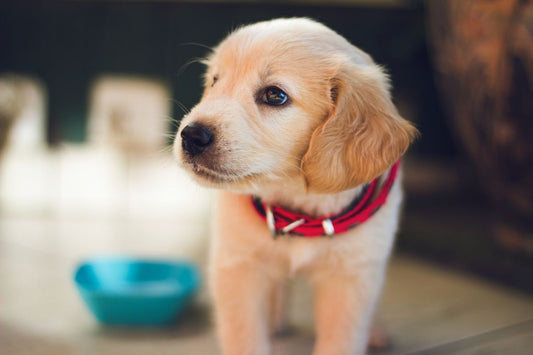 Why the need to microchip your dog