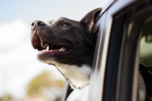 adopt a dog 