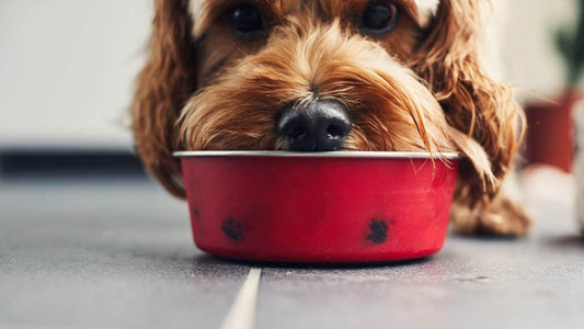 Human Foods You Should Never Feed Your Dog 