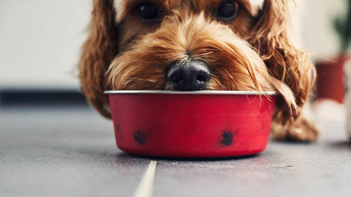 The Best Kind of Protein for Dogs: A Guide to a Balanced Diet